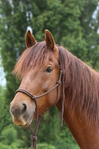 Cabeça Cavalo Jovem Raça Pura Fundo Natural Fazenda Animal Rural — Fotografia de Stock