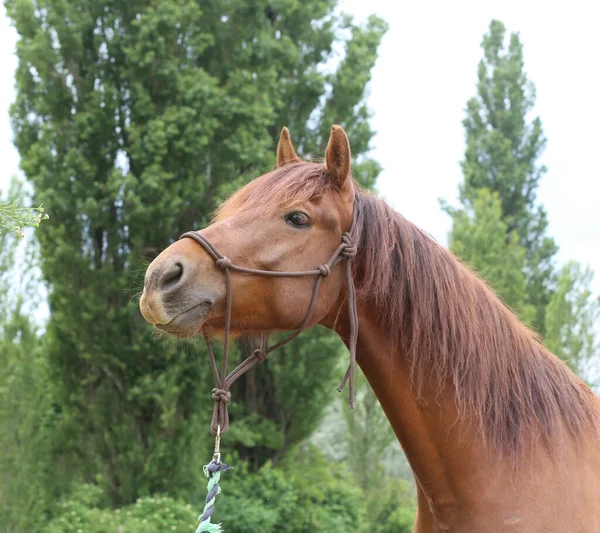 Cabeza Caballo Joven Raza Pura Sobre Fondo Natural Granja Rural —  Fotos de Stock