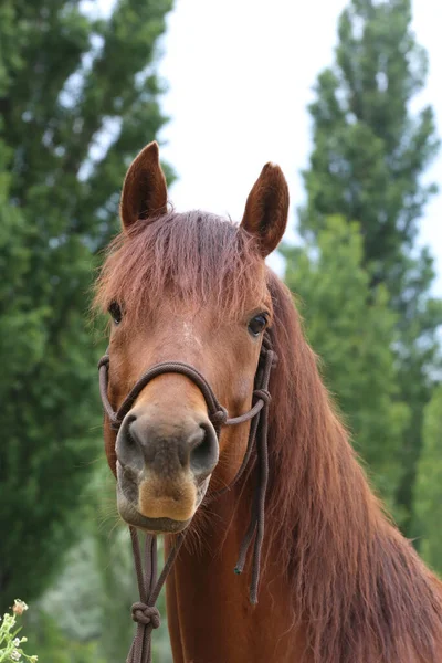 Kopf Eines Reinrassigen Jungen Pferdes Mit Natürlichem Hintergrund Auf Einem — Stockfoto