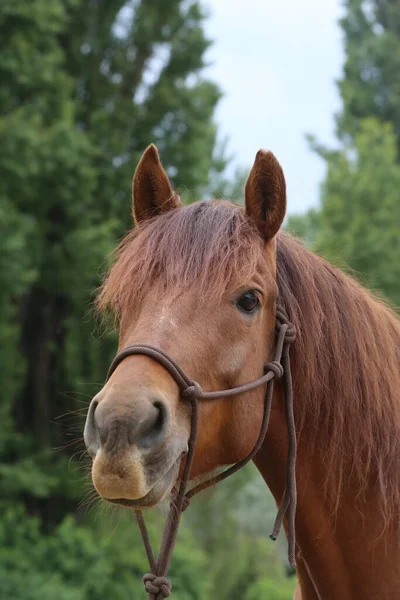 Testa Giovane Cavallo Razza Pura Sfondo Naturale Fattoria Animale Rurale — Foto Stock