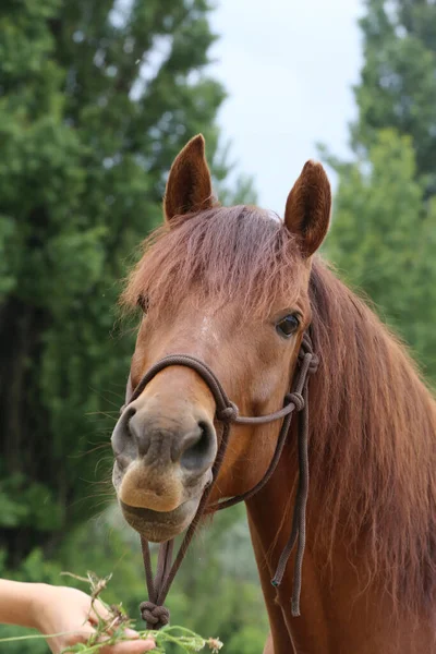 Cabeça Cavalo Jovem Raça Pura Fundo Natural Fazenda Animal Rural — Fotografia de Stock