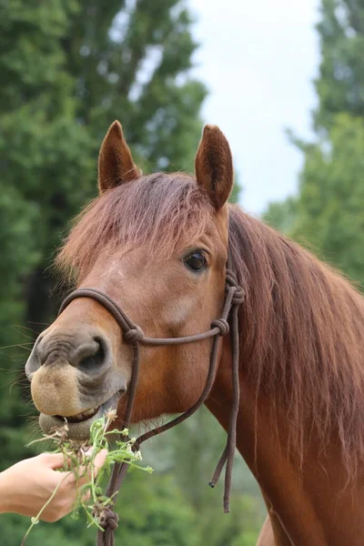 Hlava Čistokrevného Mladého Koně Přírodním Pozadí Venkovské Farmě Zvířat Léto — Stock fotografie