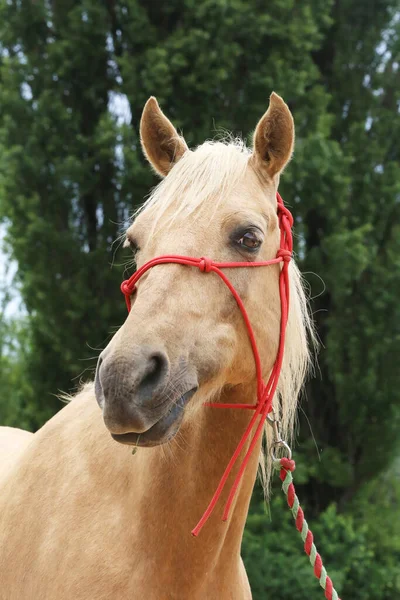 Cabeza Caballo Joven Raza Pura Sobre Fondo Natural Granja Rural —  Fotos de Stock