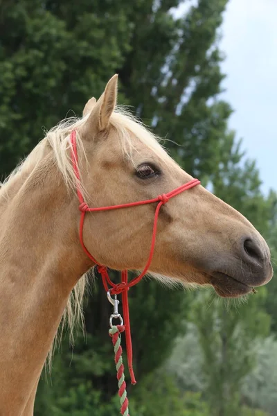 Cabeça Cavalo Jovem Raça Pura Fundo Natural Fazenda Animal Rural — Fotografia de Stock