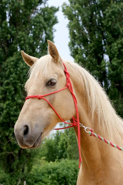 Head Purebred Young Horse Natural Background Rural Animal Farm Summertime — Stock Photo, Image