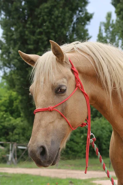 Kopf Eines Reinrassigen Jungen Pferdes Mit Natürlichem Hintergrund Auf Einem — Stockfoto