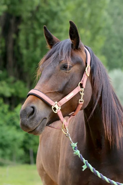 Cabeça Cavalo Jovem Raça Pura Fundo Natural Fazenda Animal Rural — Fotografia de Stock