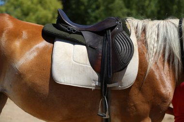 Spor atı yaklaş ve eski deri eyer eğitime hazır olsun. Binicilik sporu geçmişi