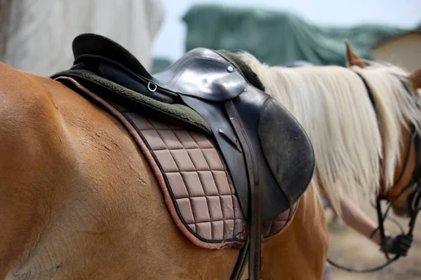 Sportovní Kůň Zblízka Staré Kožené Sedlo Připravené Drezurní Trénink Jezdecké — Stock fotografie