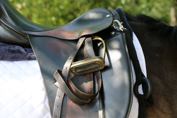 Sport horse close up and old leather saddle ready for dressage training.  Equestrian sport background