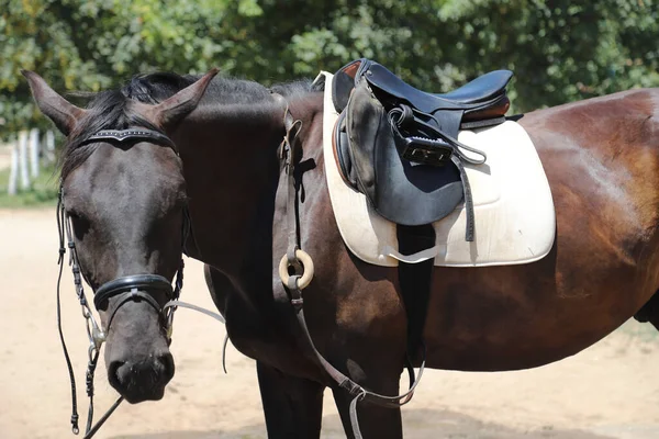 Cavalo Esporte Fechar Sela Couro Velho Pronto Para Treinamento Curativo — Fotografia de Stock