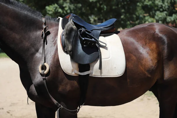 Cavallo Sportivo Vicino Vecchia Sella Pelle Pronta Dressage Training Sfondo — Foto Stock