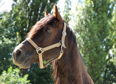 Güneşli bir günde, çayırda genç bir Morgan 'ın damızlık at portresinin yakın plan portresi. Güzel bir aygırın vesikalığı.