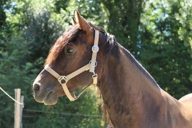Güneşli bir günde, çayırda genç bir Morgan 'ın damızlık at portresinin yakın plan portresi. Güzel bir aygırın vesikalığı.