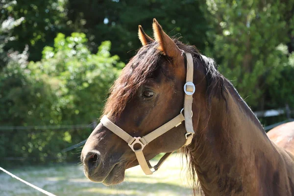 Närbild Porträtt Ung Orgel Ras Hingst Porträtt Hingsten Klar Solig — Stockfoto