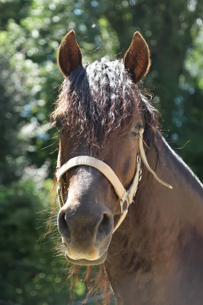 Potret Close Dari Seekor Kuda Jantan Muda Morgan Berkembang Biak — Stok Foto