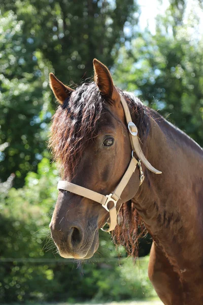 Snímek Hlavy Krásného Hřebce Dospělý Morganův Kůň Stojící Letním Ohradě — Stock fotografie