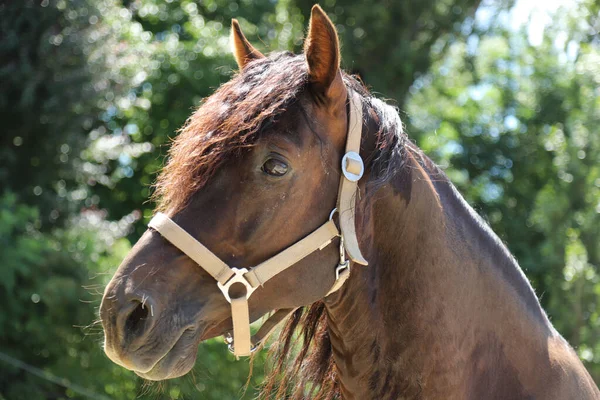 Tiro Cabeça Belo Garanhão Cavalo Adulto Morgan Curral Verão Perto — Fotografia de Stock