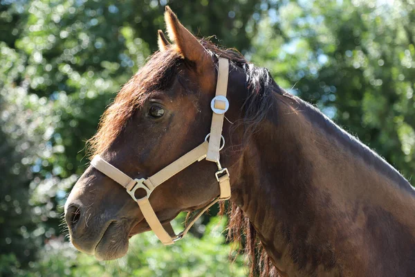 Snímek Hlavy Krásného Hřebce Dospělý Morganův Kůň Stojící Letním Ohradě — Stock fotografie