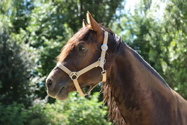 Colpo Alla Testa Bellissimo Stallone Cavallo Adulto Morgan Piedi Nel — Foto Stock