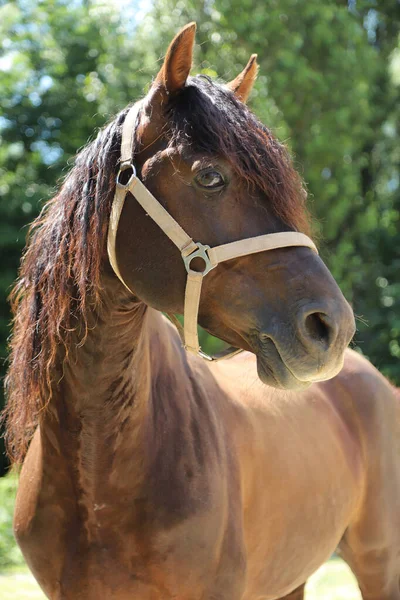 Güzel Bir Aygırın Vesikalığı Yetişkin Morgan Atı Yaz Ağılında Duruyor — Stok fotoğraf