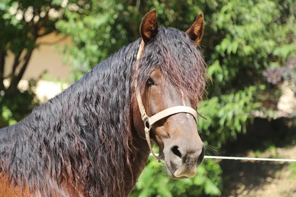 Headshot Beautiful Stallion Adult Morgan Horse Standing Summer Corral Feeding — Stock Photo, Image
