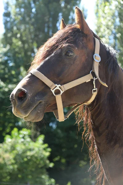 Snímek Hlavy Krásného Hřebce Dospělý Morganův Kůň Stojící Letním Ohradě — Stock fotografie