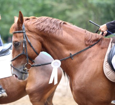 Genç ödüllü bir yarışmacının kafasında renkli kurdele rozeti var. Yarışmalardan sonra kazanan ata rozet takan gururlu bir binici.