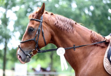 Genç ödüllü bir yarışmacının kafasında renkli kurdele rozeti var. Yarışmalardan sonra kazanan ata rozet takan gururlu bir binici.