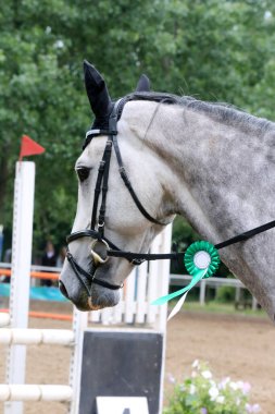 Genç ödüllü bir yarışmacının kafasında renkli kurdele rozeti var. Yarışmalardan sonra kazanan ata rozet takan gururlu bir binici.