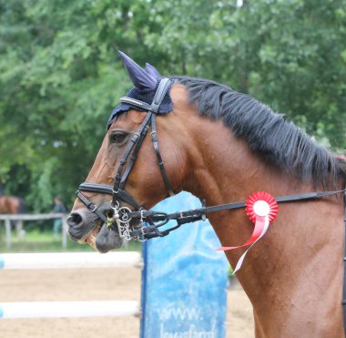 Genç ödüllü bir yarışmacının kafasında renkli kurdele rozeti var. Yarışmalardan sonra kazanan ata rozet takan gururlu bir binici.