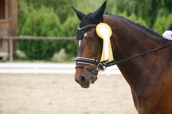 Colorful ribbons rosette on head of an young award winner dressage horse on equitation event. Proud rider wearing badges on the winner horse after competitions