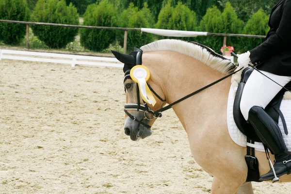 Fitas Coloridas Roseta Cabeça Jovem Vencedor Prêmio Dressage Cavalo Evento — Fotografia de Stock