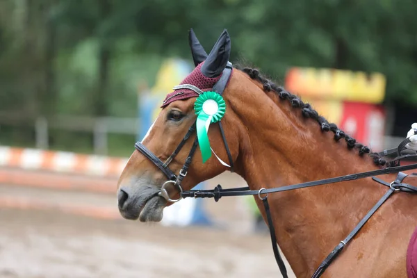 Colorful ribbons rosette on head of an young award winner show jumper horse on equitation event. Proud rider wearing badges on the winner horse after competitions