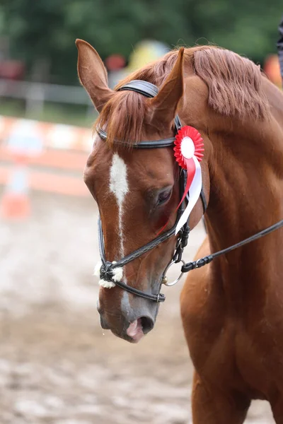 若い賞を受賞した頭の上にカラフルなリボンロゼットは 赤道イベントでジャンパー馬を示しています 競技後の勝者馬にバッジを身に着けている誇り高いライダー — ストック写真