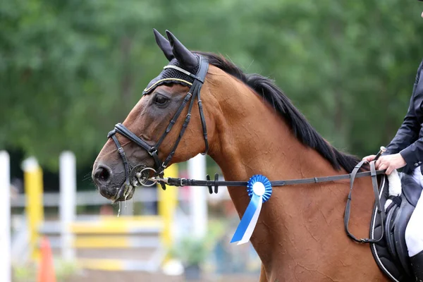 Fitas Coloridas Roseta Cabeça Jovem Vencedor Prêmio Mostram Cavalo Jumper — Fotografia de Stock