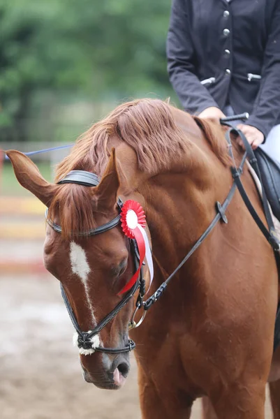 Colorful ribbons rosette on head of an young award winner show jumper horse on equitation event. Proud rider wearing badges on the winner horse after competitions