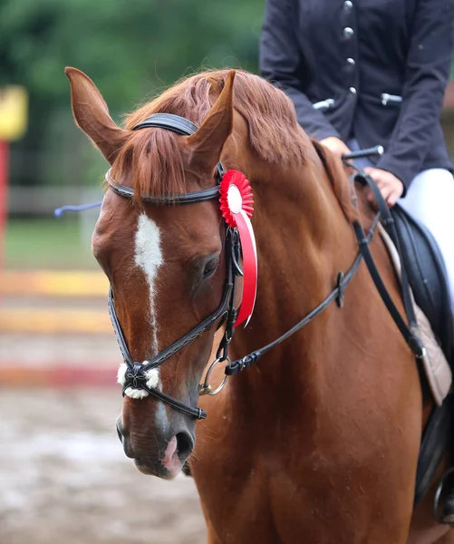 Cintas Colores Roseta Cabeza Joven Ganador Premio Muestran Caballo Saltador —  Fotos de Stock