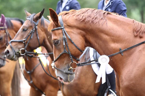 Colorful ribbons rosette on head of an young award winner show jumper horse on equitation event. Proud rider wearing badges on the winner horse after competitions