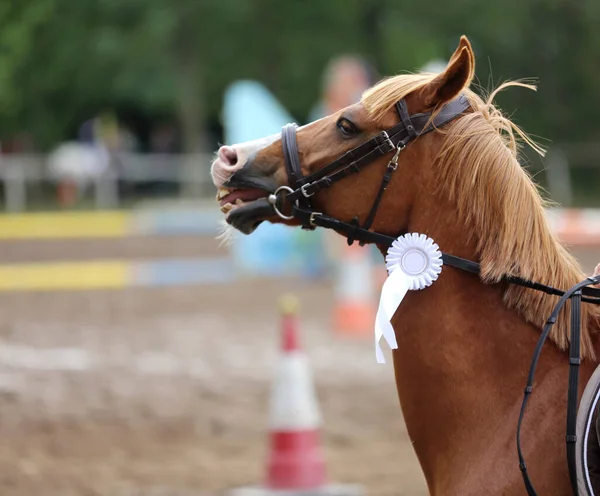 Colorful ribbons rosette on head of an young award winner show jumper horse on equitation event. Proud rider wearing badges on the winner horse after competitions