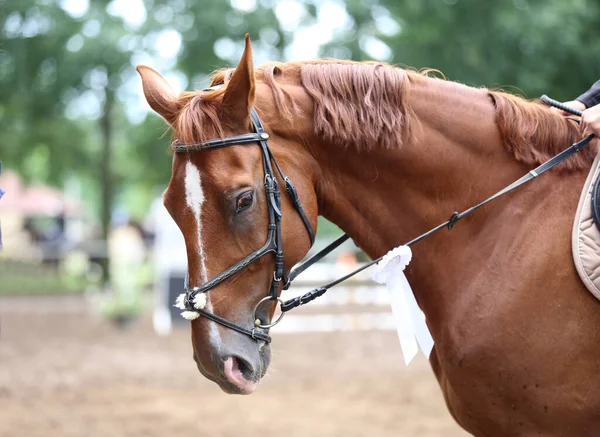 Pita Berwarna Roset Kepala Pemenang Penghargaan Muda Menunjukkan Kuda Lompat — Stok Foto