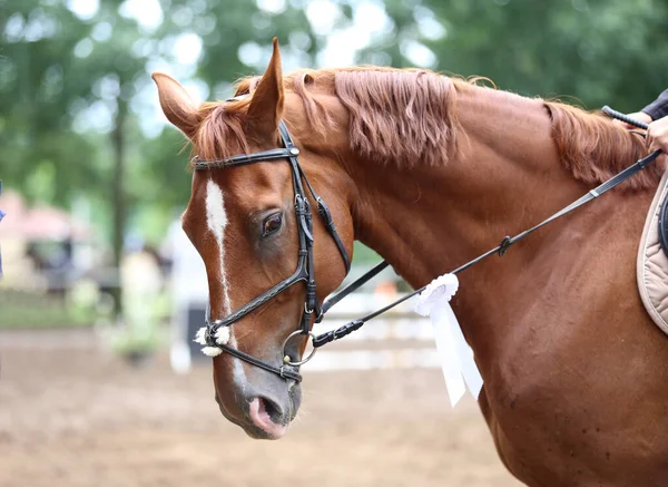 Colorful ribbons rosette on head of an young award winner show jumper horse on equitation event. Proud rider wearing badges on the winner horse after competitions