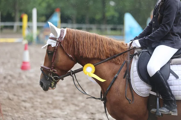 Colorful ribbons rosette on head of an young award winner show jumper horse on equitation event. Proud rider wearing badges on the winner horse after competitions