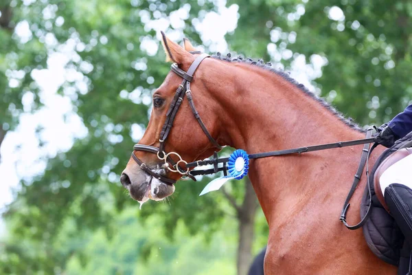 Rosette Rubans Colorés Sur Tête Jeune Cheval Saut Obstacles Primé — Photo