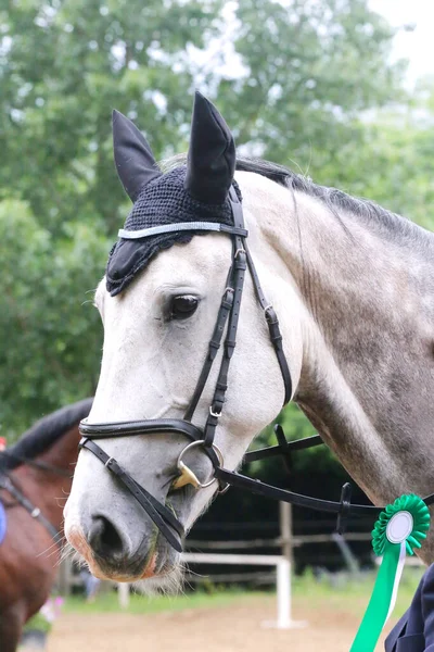 Colorful ribbons rosette on head of an young award winner show jumper horse on equitation event. Proud rider wearing badges on the winner horse after competitions