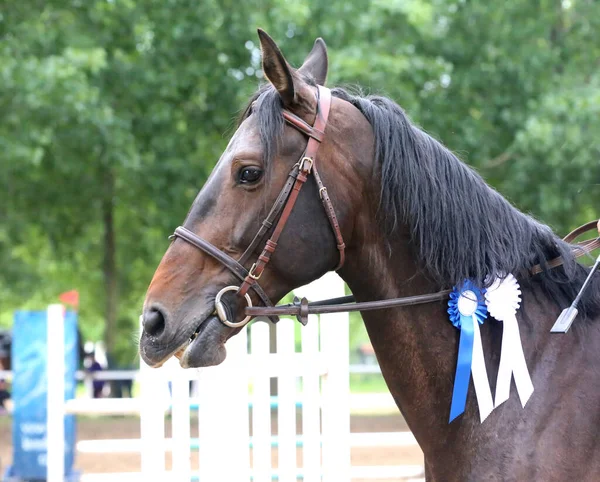 Colorful ribbons rosette on head of an young award winner show jumper horse on equitation event. Proud rider wearing badges on the winner horse after competitions