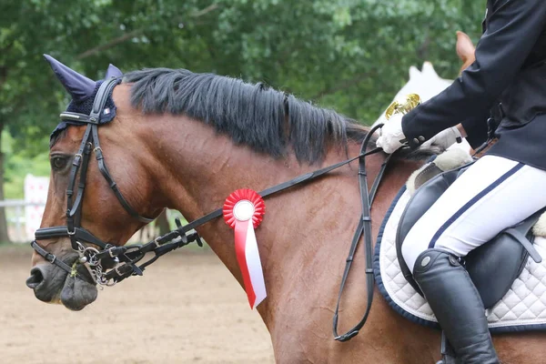 若い賞を受賞した頭の上にカラフルなリボンロゼットは 赤道イベントでジャンパー馬を示しています 競技後の勝者馬にバッジを身に着けている誇り高いライダー — ストック写真
