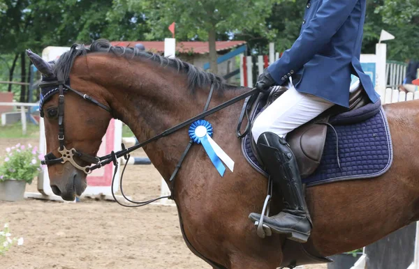 Rosette Rubans Colorés Sur Tête Jeune Cheval Saut Obstacles Primé — Photo