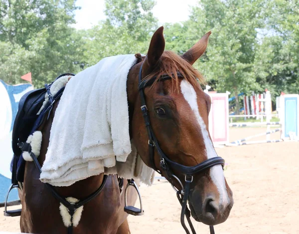 Paño Rizo Húmedo Toalla Algodón Cabeza Caballo Saltador Espectáculo Día — Foto de Stock