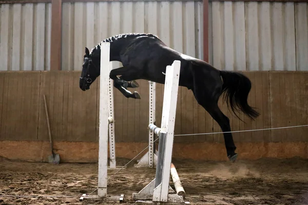 Vollblutsportpferd Springt Der Manege Über Hindernisse — Stockfoto